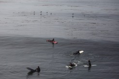 A flock of birds fly near some surfers in Santa Cruz, Calif., on Thursday, June 21, 2018. A bill to make surfing the official sport of California is finding little resistance as it heads for a state Senate hearing. (Randy Vazquez/ Bay Area News Group)