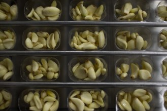 Garlic cloves are sorted out before being packaged at Christopher Ranch in Gilroy, Calif., on Wednesday, Jan. 9, 2019. (Randy Vazquez/Bay Area News Group)
